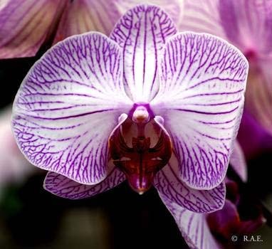 Orchidea.jpg