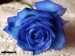 flowers_01.jpg